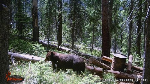 Color Phase Bear in Idaho